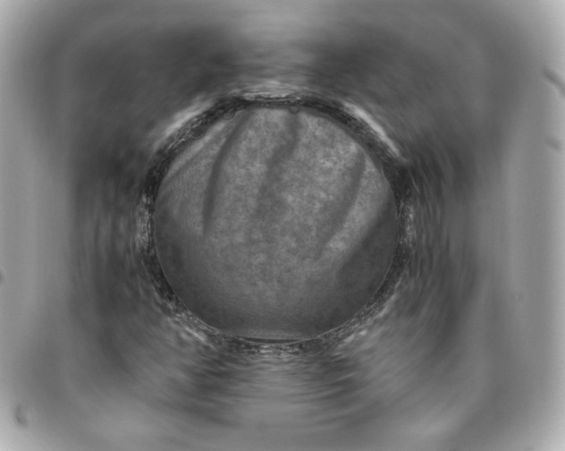 X0000096221350200802011334