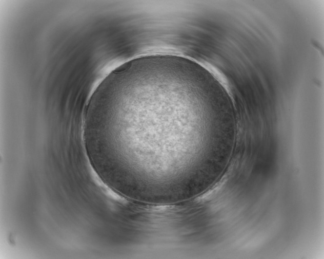 X0000096221390200802011333