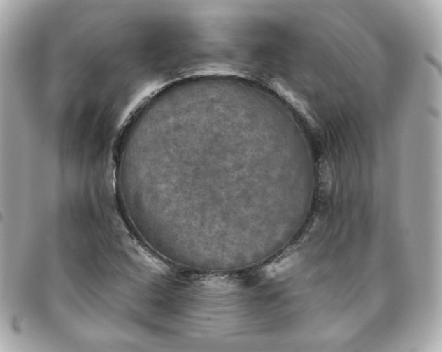 X0000096221408200802011333