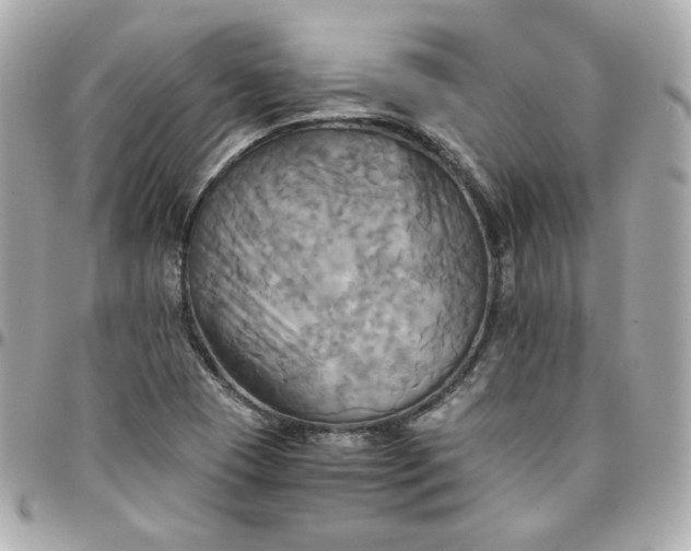 X0000096221409200802011333