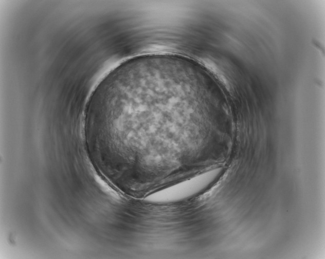 X0000096221421200802011333