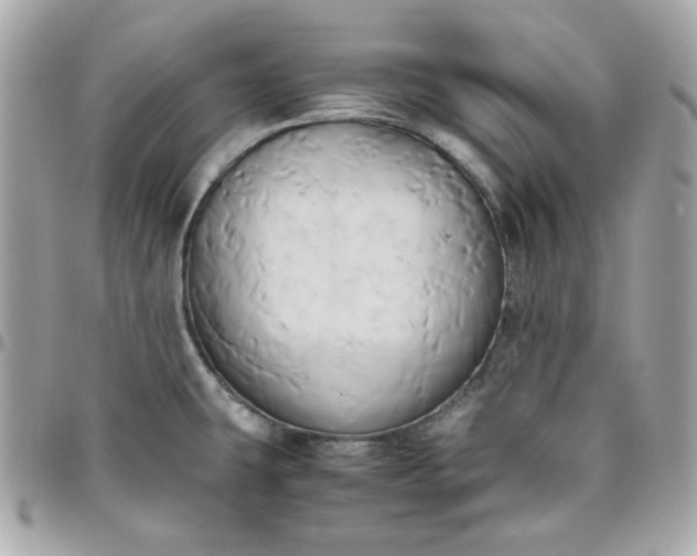 X0000096221431200802011333