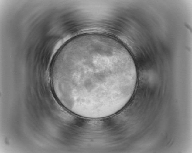 X0000096221466200802011332