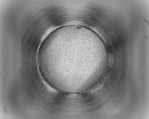 X0000096221478200802011332