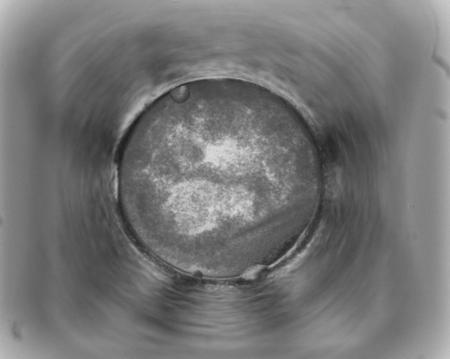 X0000096221509200802011331