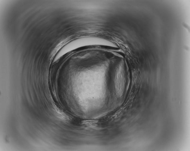 X0000096220051200802081534