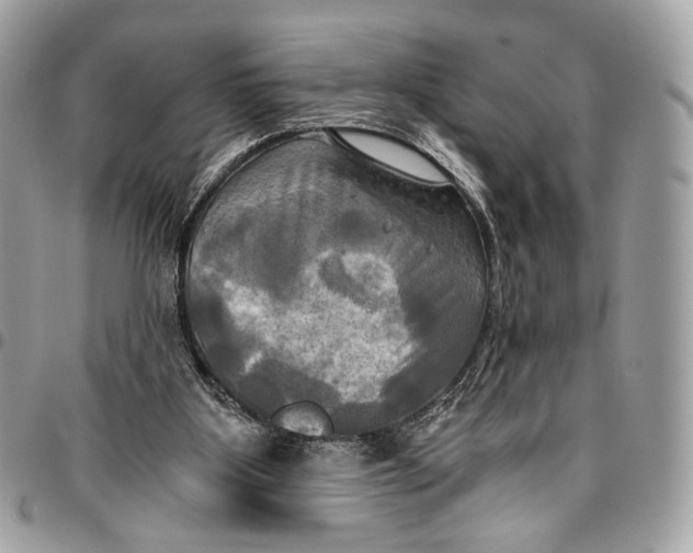 X0000096220107200802081534