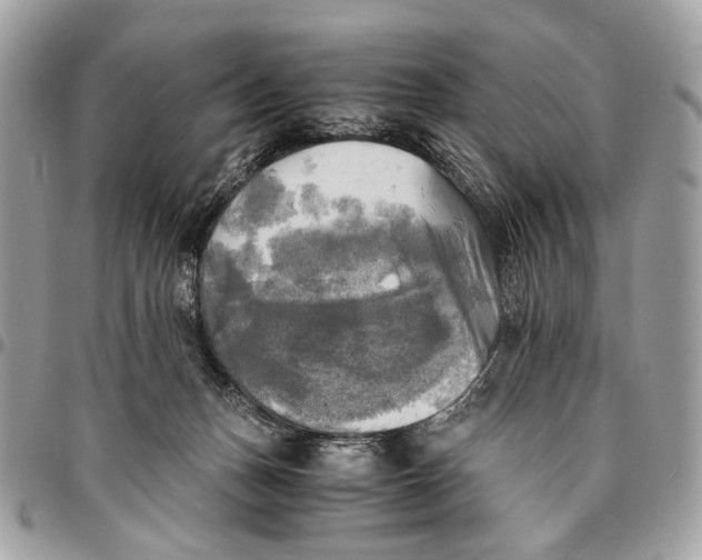 X0000096220175200802081533