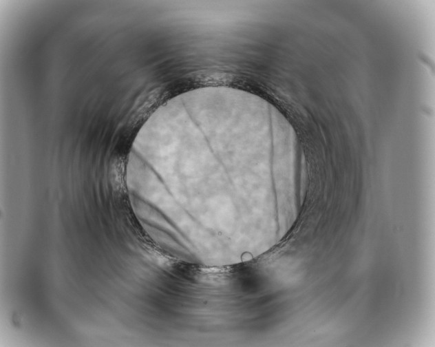 X0000096220240200802081532