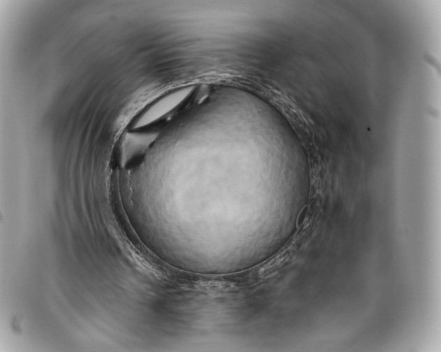 X0000096220242200802081531