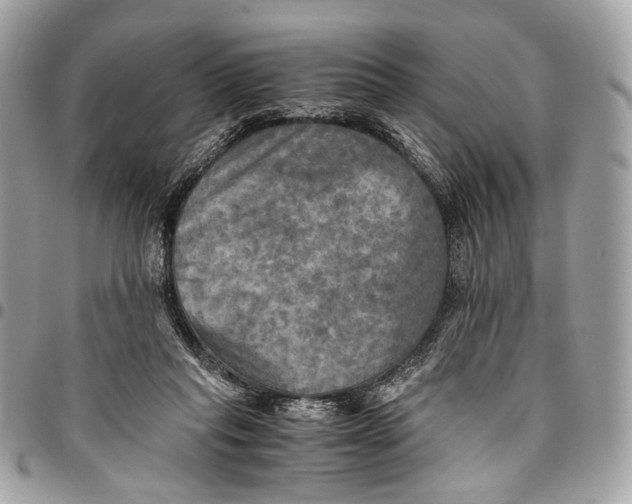 X0000096220261200802081532