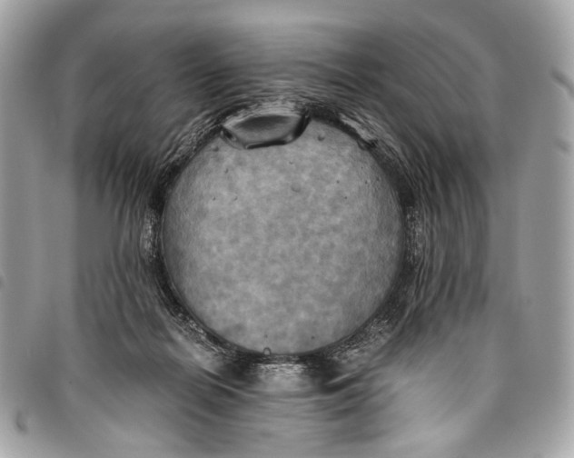 X0000096220266200802081532