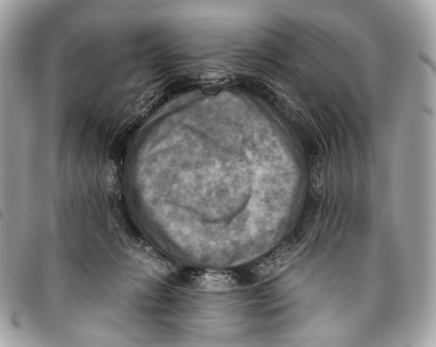 X0000096220270200802081532