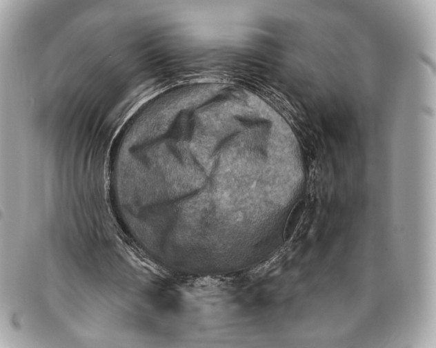 X0000096220290200802081531