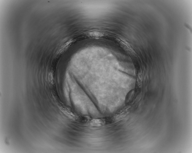 X0000096220330200802081531