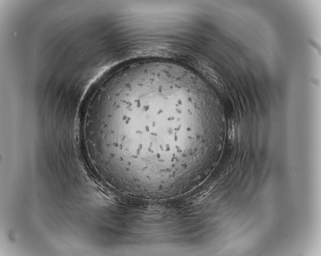 X0000096220388200802081530