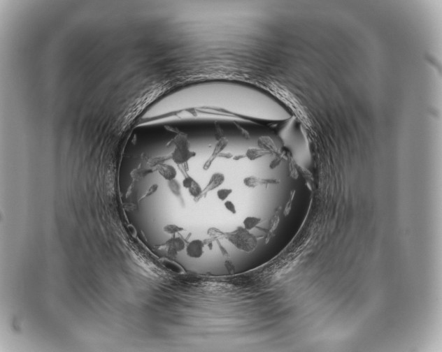 X0000096220393200802081530