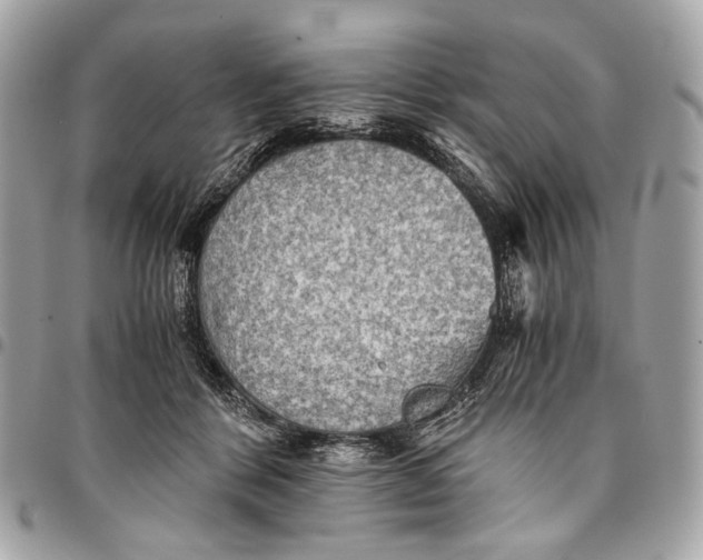 X0000096220412200802081529