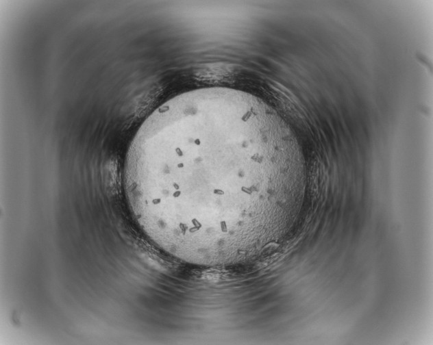 X0000096220420200802081529