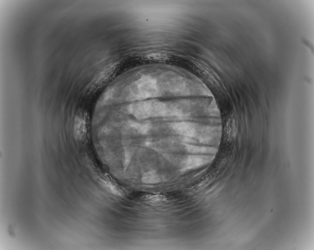 X0000096220424200802081529