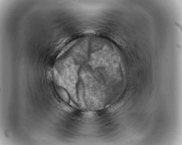 X0000096220432200802081529