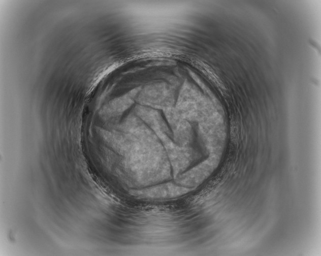 X0000096220434200802081528