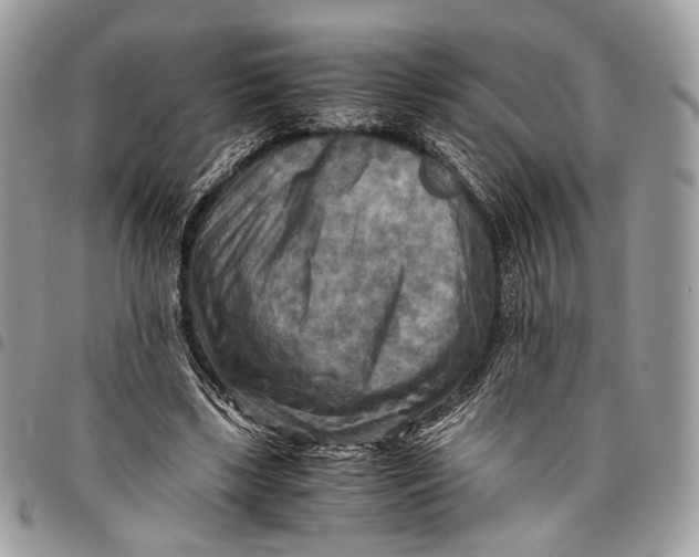 X0000096220443200802081528