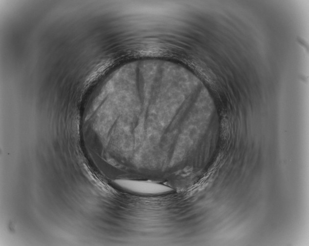 X0000096220446200802081529