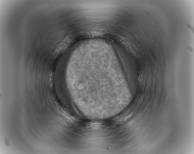 X0000096220462200802081529