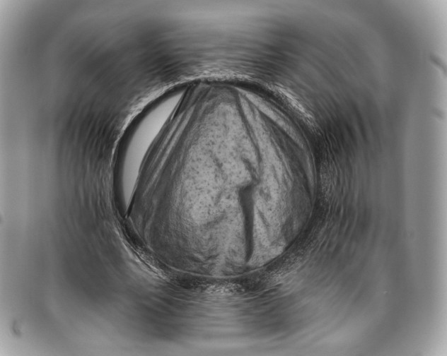 X0000096220488200802081528