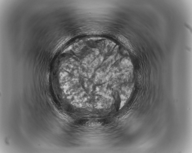 X0000096220491200802081528