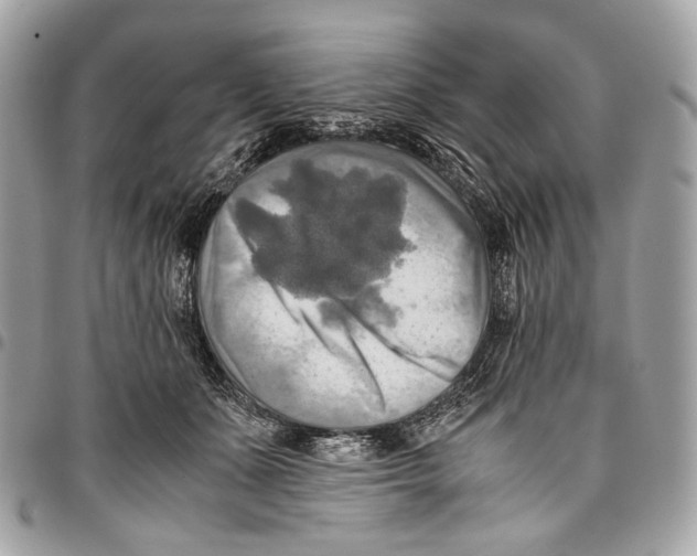 X0000096220511200802081528