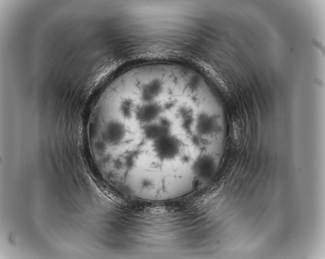 X0000096220588200802081527