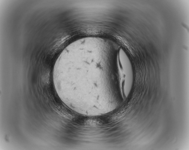 X0000096220596200802081527