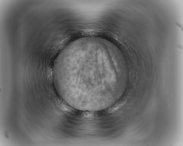 X0000096220624200802081526