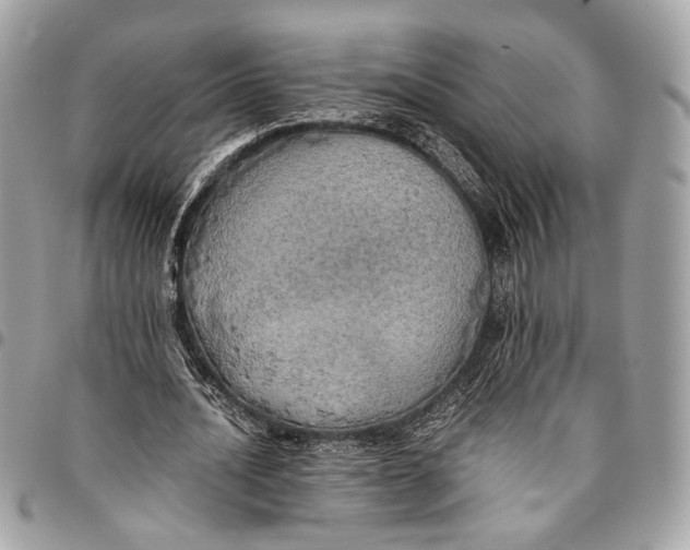 X0000096220628200802081526