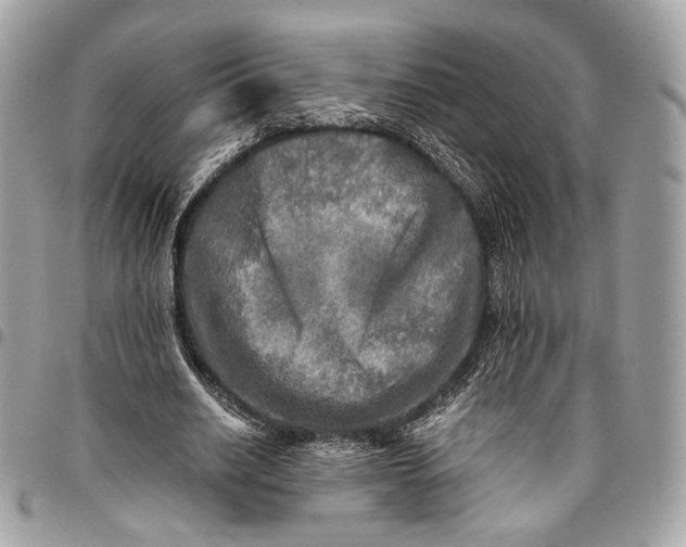 X0000096220630200802081526