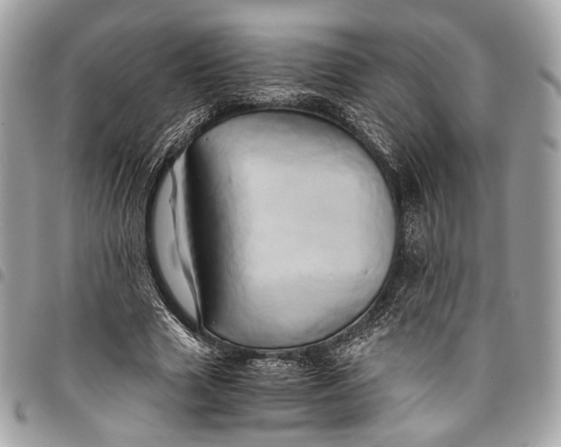 X0000096220633200802081526