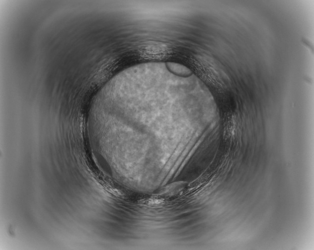 X0000096220647200802081526