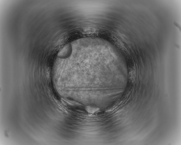 X0000096220662200802081526