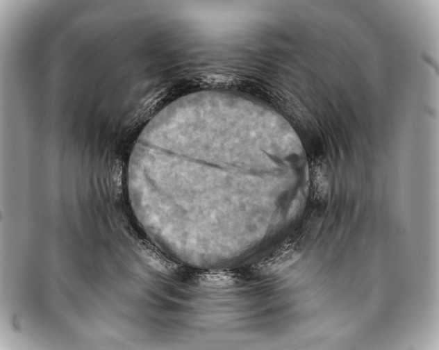 X0000096220668200802081526