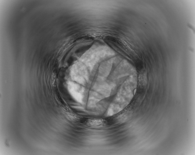 X0000096220671200802081526