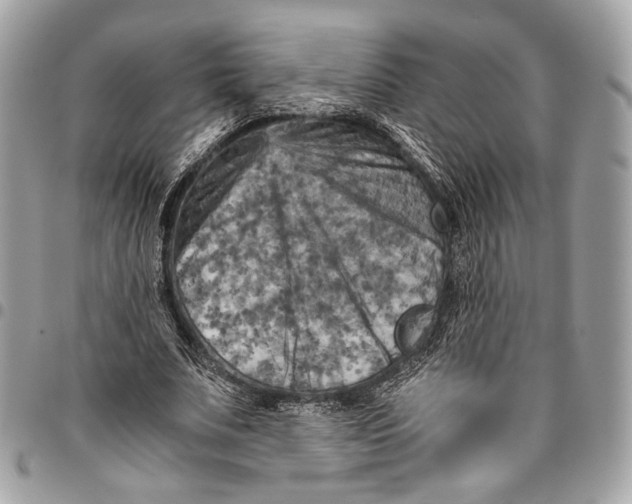 X0000096220679200802081526