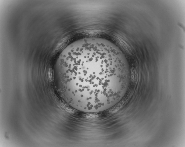 X0000096220718200802081525