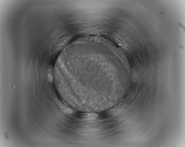 X0000096220719200802081525