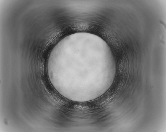 X0000096220739200802081525