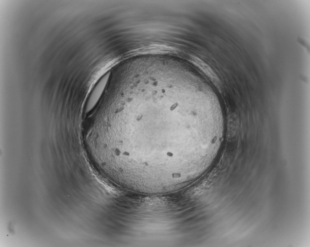 X0000096220850200802081524