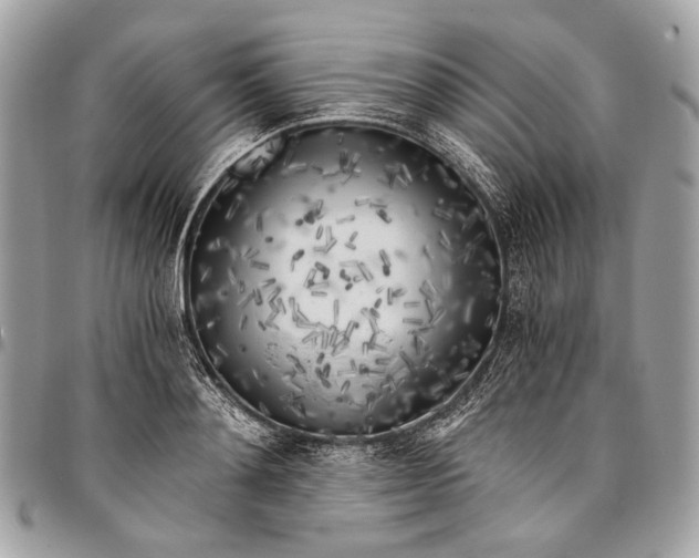 X0000096220892200802081523