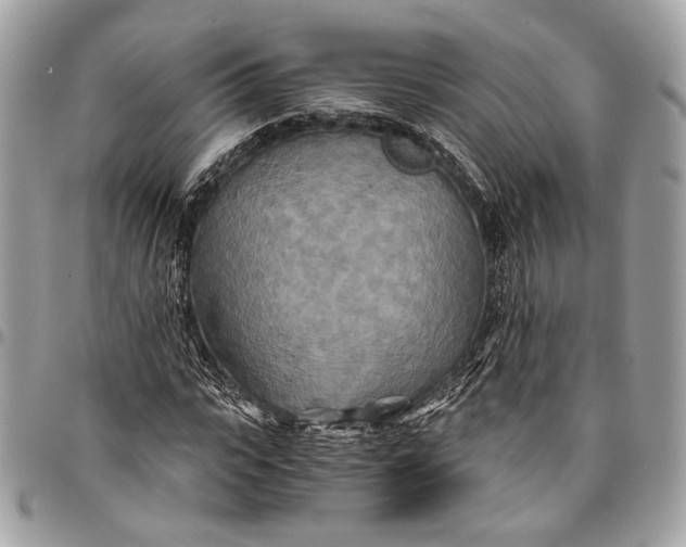 X0000096220919200802081522