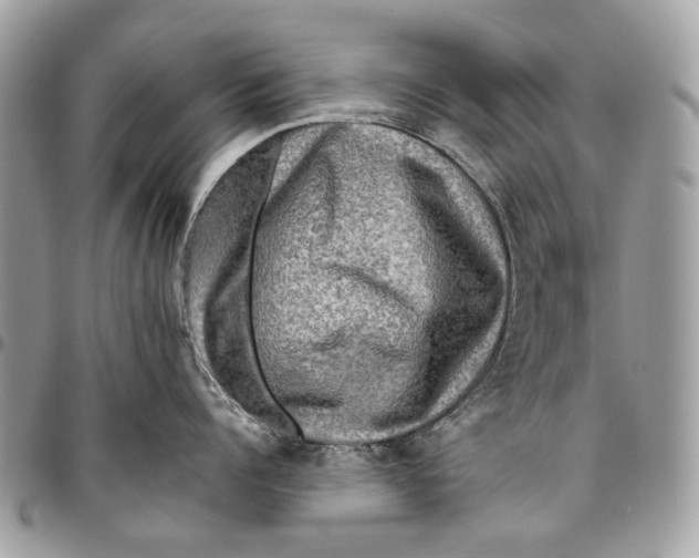 X0000096220960200802081522